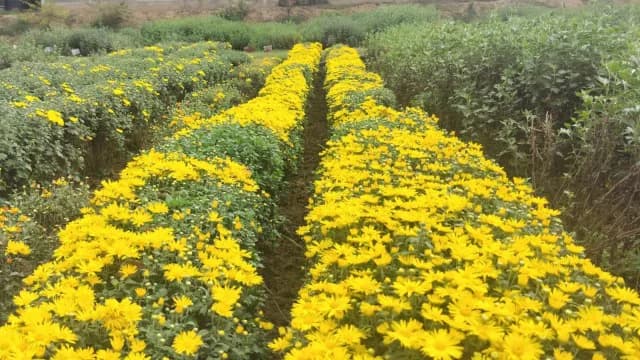 Sher-e-Kashmir University of Agricultural Sciences and Technology