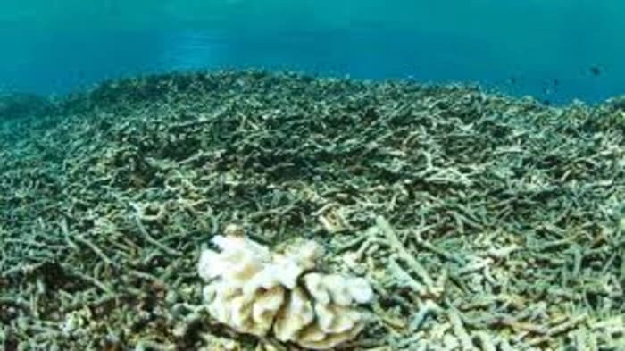 Global Coral Reefs Face Catastrophic Decline