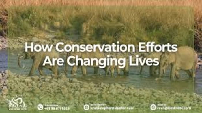 Wildlife Conservation vs Human Development: The Elephant Corridor Dilemma