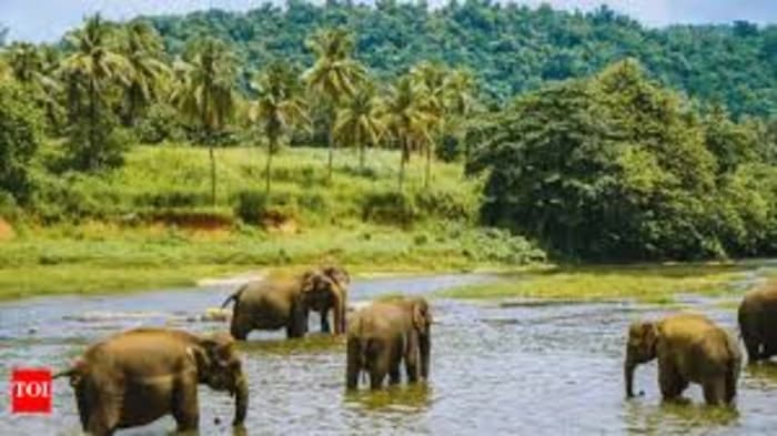 Elephant Conservation: India's Progress and Challenges
