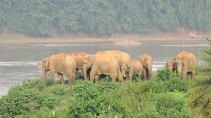Environmental Concern — Alarming Loss of Elephants in Odisha (≈ 790 in Past Decade)