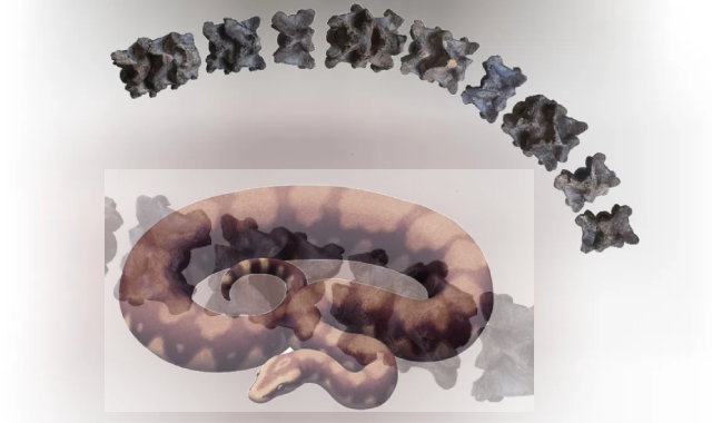 Ancient Giant Unearthed: Vasuki Indicus, a Titan Among Snakes