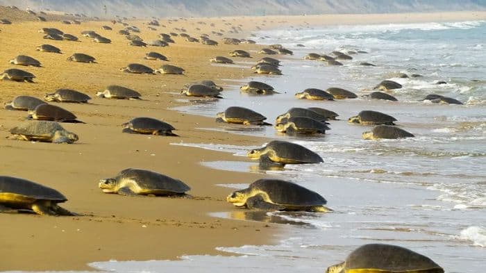 Favorable climate drives record olive ridley turtle for mass nesting on Odisha beach: Experts