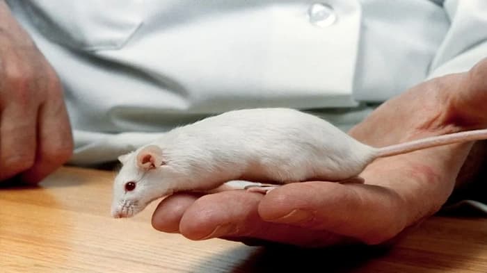 Following the US President's Remark on "Transgender Mice" Funding, Transgenic Mice Are in the Public Eye