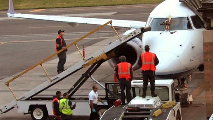 Delhi airport tops in bird hits despite active safety measures