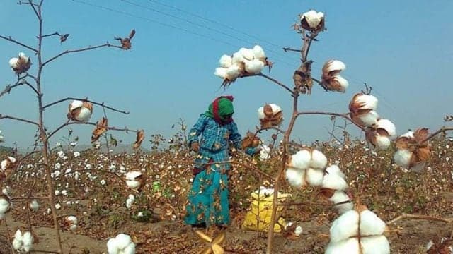 free access for American cotton