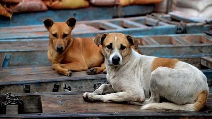 large-scale killing of street dogs