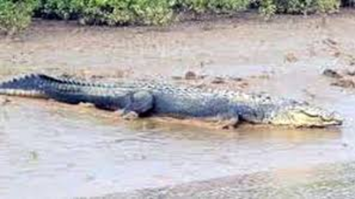 Similipal Sees Rise in Mugger Crocodile Population