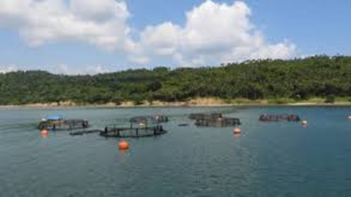 First Open-Sea Marine Fish Farming Project Launched in Andaman Sea