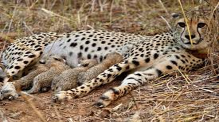 India’s Cheetah Population Rises to 53 at Kuno National Park