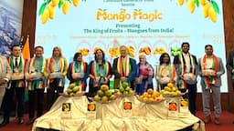 Indian mangoes 