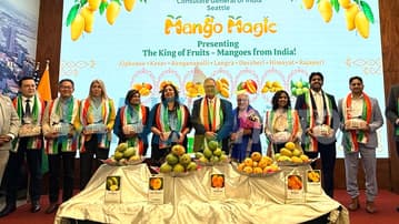 Indian mangoes 