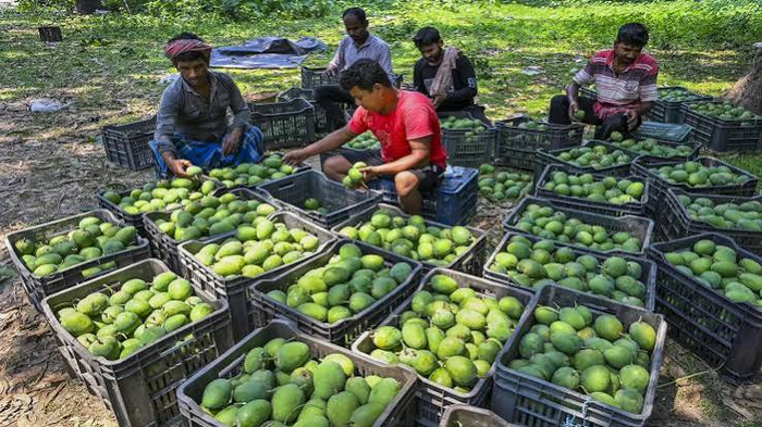 India Opens New Export Avenues as Mangoes Reach Singapore via Sea Shipment 