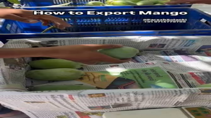 UAE receives first shipment of GI-tagged Rewa Sundarja mangoes