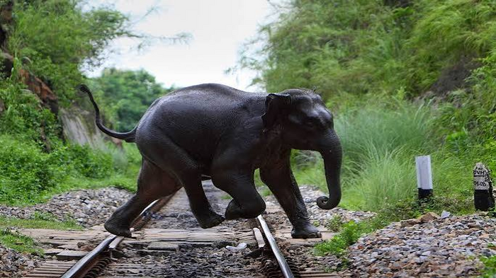 Coimbatore Railway Stretch Sees Fewer Elephant Deaths with AI Surveillance