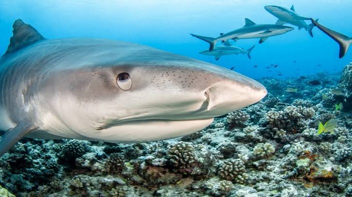 Digital technology to drive shark conservation initiatives