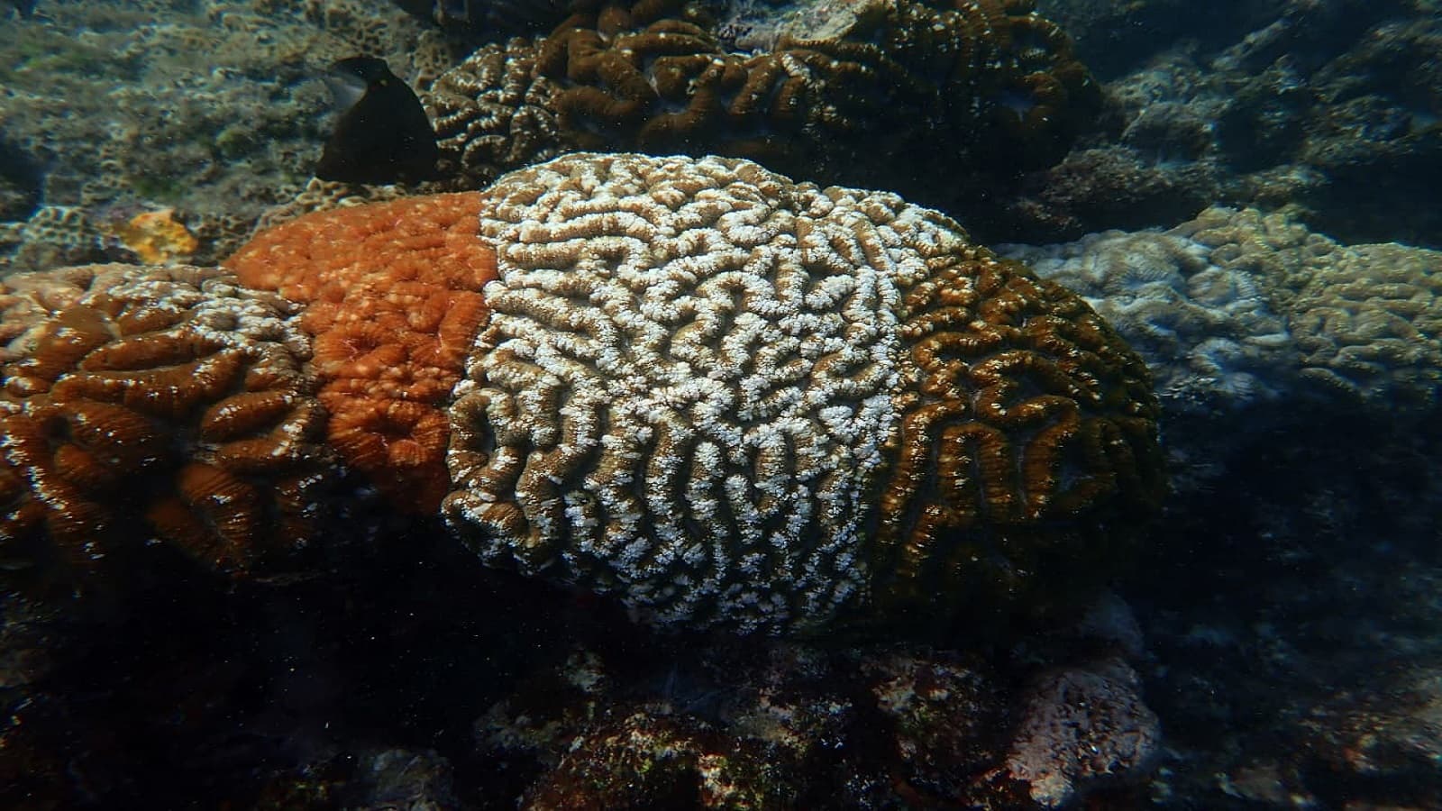 Tricolour Corals in Lakshadweep Offer New Clues to Climate Resilience