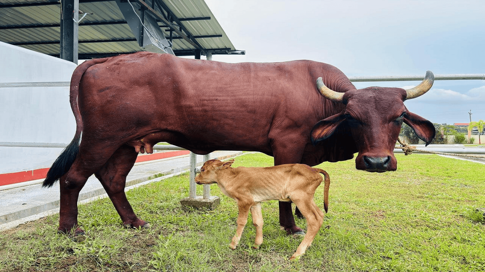 Assam Achieves Milestone With World’s First IVF-Born Female Lakhimi Calf: CM Sarma