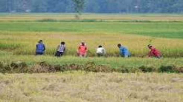 Monsoon Recovery Brings Relief to Kharif Crop Outlook, Easing Production Risks Across India
