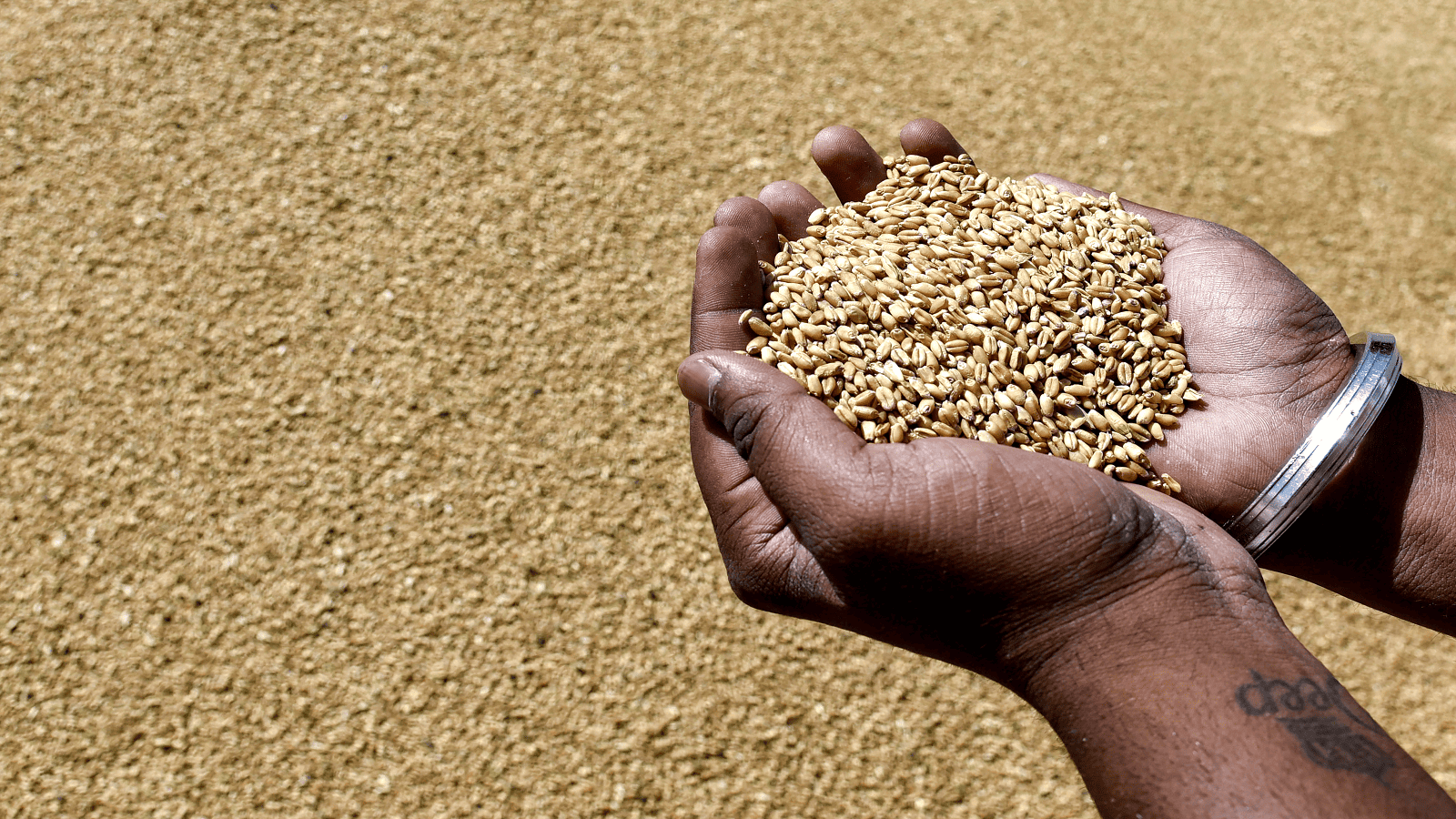 Govt lifts export curbs on wheat flour, maida and semolina