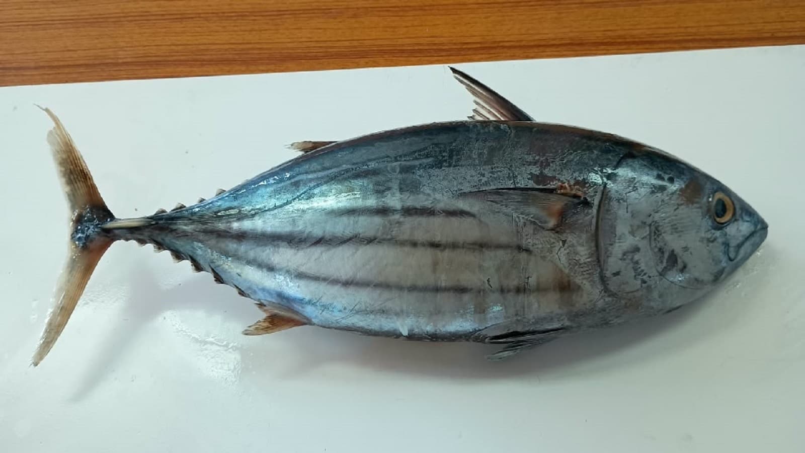 Tuna caught in Indian waters safe to eat, says CMFRI amid parasite concerns