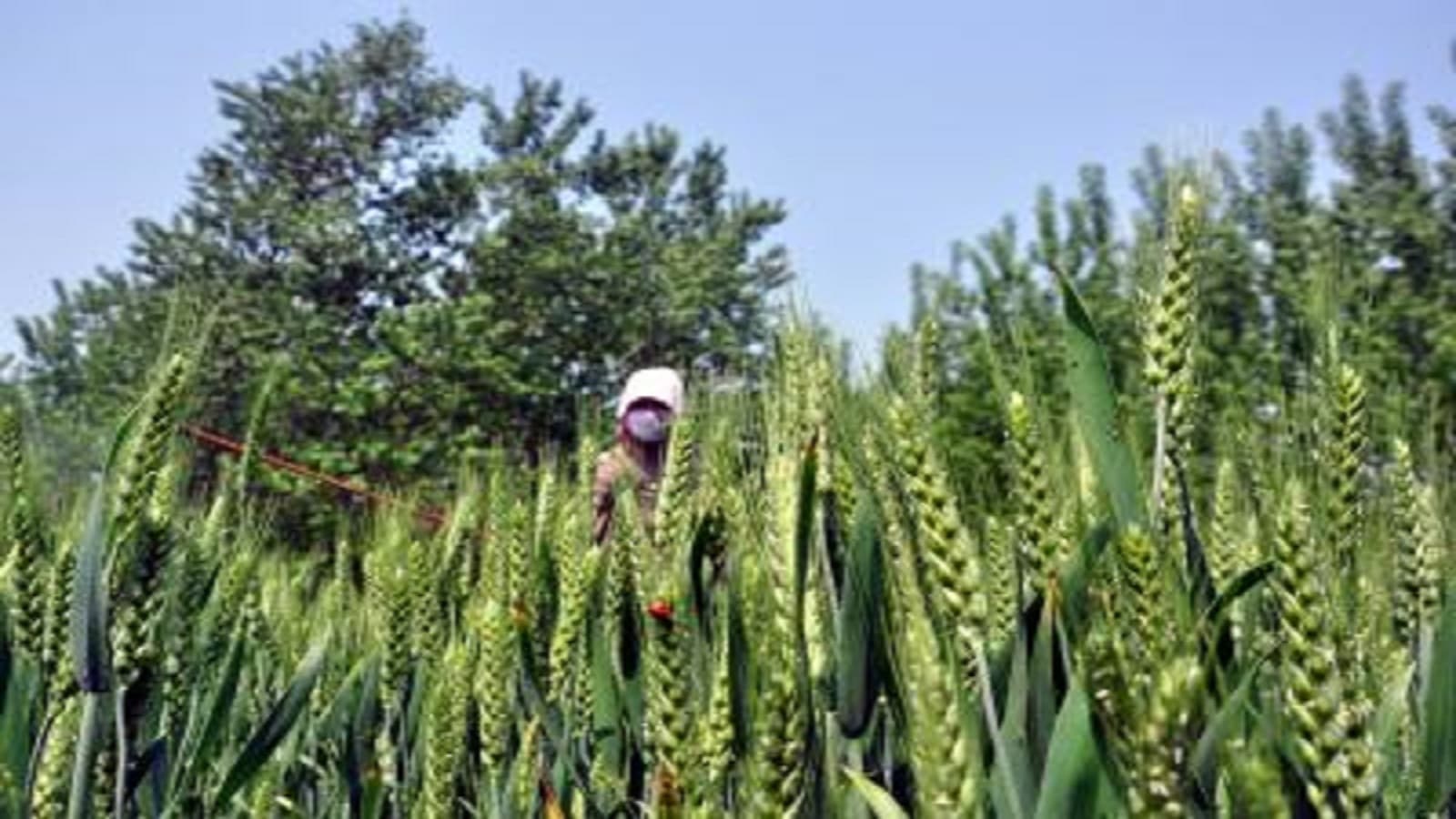 Rabi sowing in rainfed areas may face El Nino challenge: Agriculture Secretary