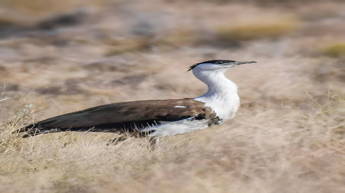 Rewilding Great Indian Bustards: The road ahead