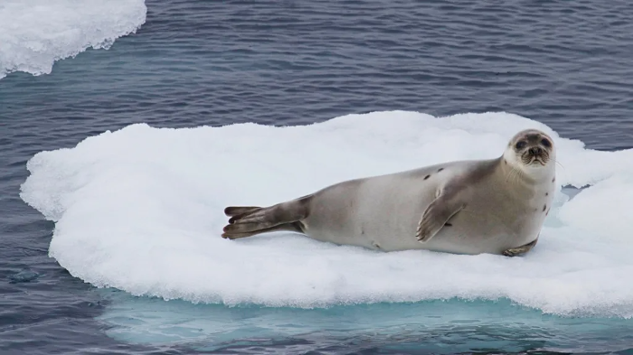 Shrinking Sea Ice Threatens Arctic Wildlife
