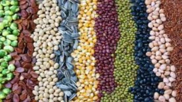 Seeds, Food Security & Agriculture