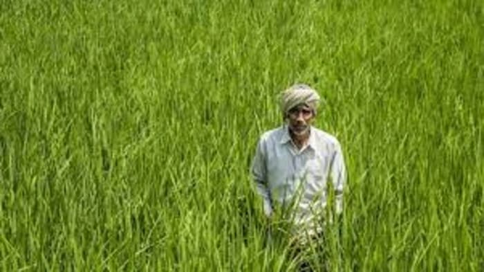 Agriculture Outlook for Rabi Season 2024–25