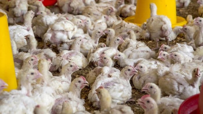 Poultry Federation urges national meat-sale calendar amid Maharashtra meat-ban row