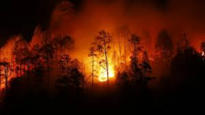 The Centre is getting ready for the forest fire season