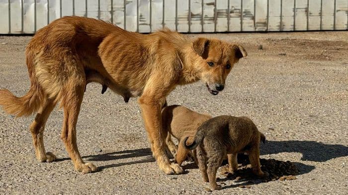 Supreme Court declines stay on stray dog order, flags state inaction
