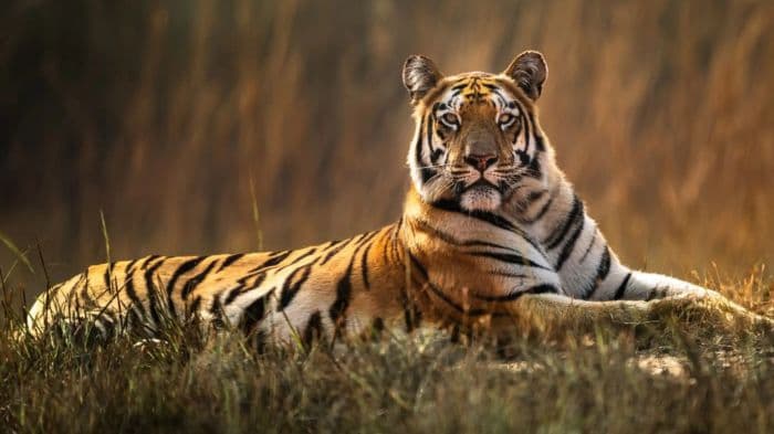 Nepal plans first tiger sanctuary to house rescued animals, boost eco-tourism