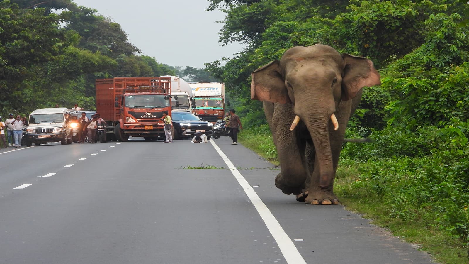NHAI Mandates 80% Plantation, 90% Survival Rate Along National Highways