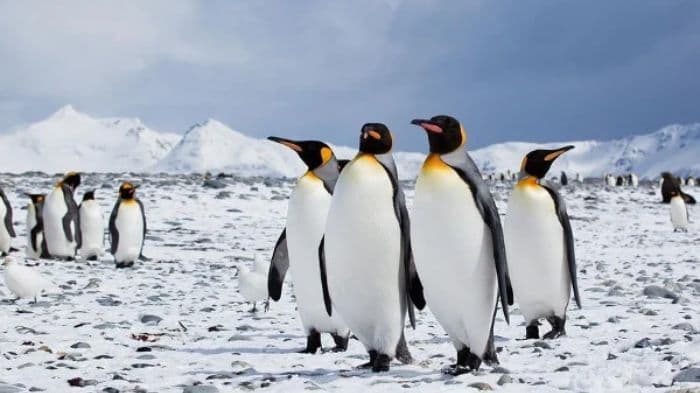 How penguin droppings could be changing Antarctica’s snowy landscape, study finds