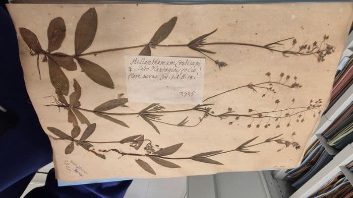 Oxford researchers turn historic plant collection into a window on colonial science